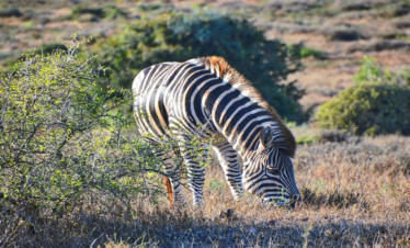 4 Days Joining Safari in Tanzania