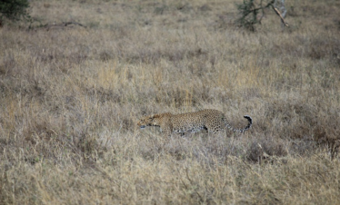 4 Days Joining Safari in Tanzania