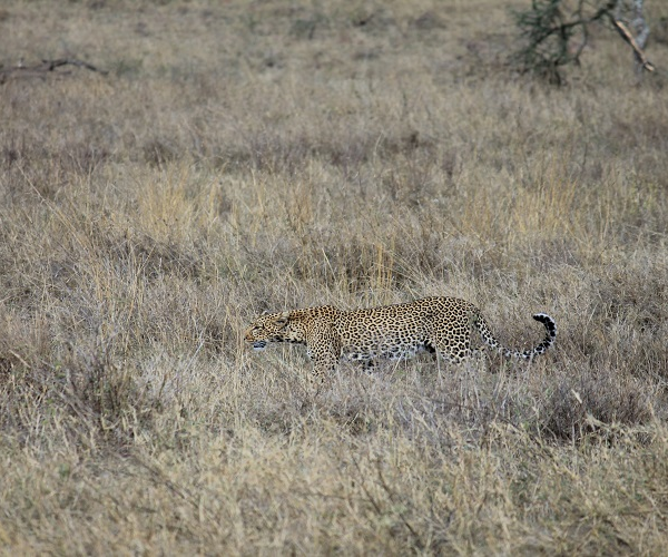4 Days Joining Safari in Tanzania