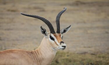 4 Days Joining Safari in Tanzania