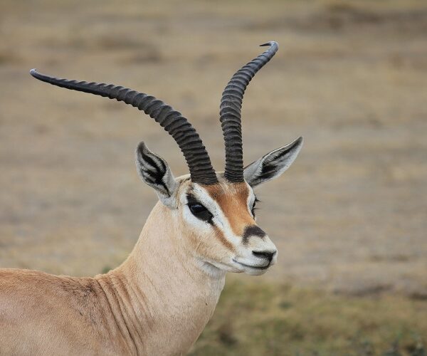 4 Days Joining Safari in Tanzania