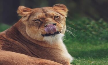 3 Days Joining Safari in Tanzania