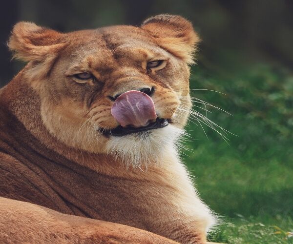 3 Days Joining Safari in Tanzania