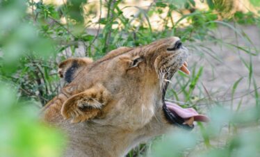 3 Days Joining Safari in Tanzania