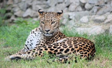 2 Days Joining Safari in Tanzania