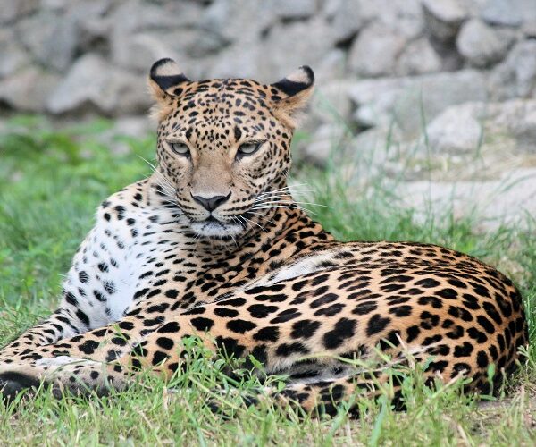 2 Days Joining Safari in Tanzania