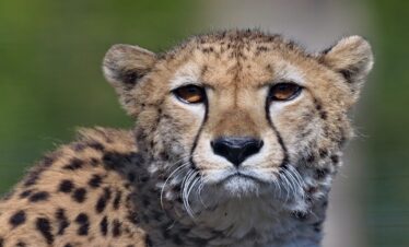 2 Days Joining Safari in Tanzania