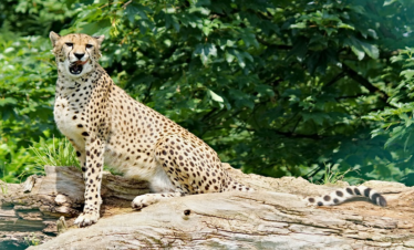 Experience a 2 Days Joining Safari in Tanzania and explore top parks like Tarangire National Park and Ngorongoro Crater in a shared group safari with affordable pricing and great wildlife viewing.