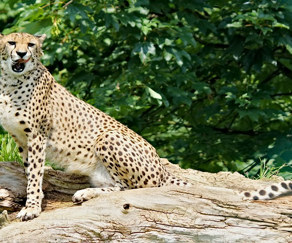Experience a 2 Days Joining Safari in Tanzania and explore top parks like Tarangire National Park and Ngorongoro Crater in a shared group safari with affordable pricing and great wildlife viewing.