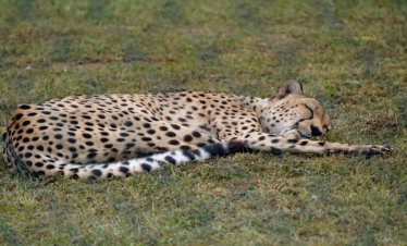 5 Days Serengeti Migration