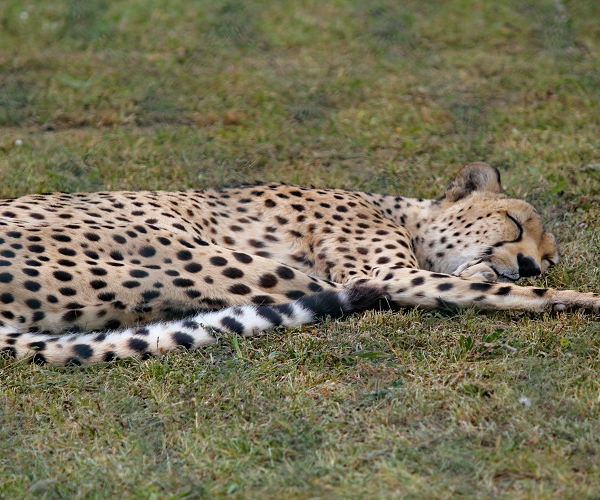 5 Days Serengeti Migration