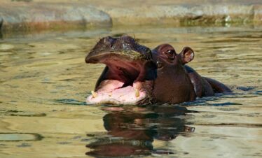 7 Days Private Safari in Tanzania