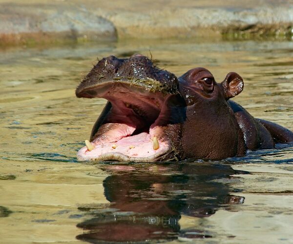 7 Days Private Safari in Tanzania