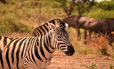7 Days Private Safari in Tanzania