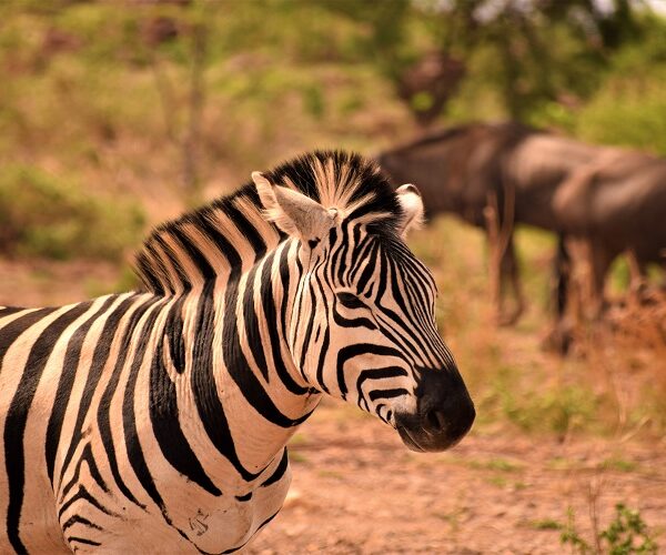 7 Days Private Safari in Tanzania