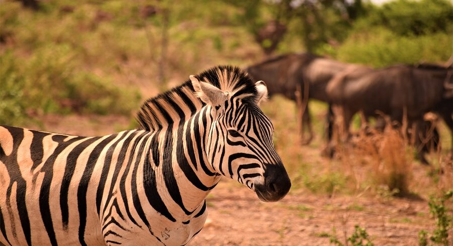 7 Days Private Safari in Tanzania