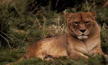 7 Days Private Safari in Tanzania