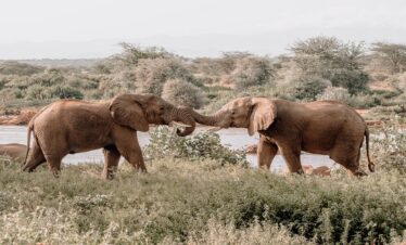 3 Days Joining Safari in Tanzania