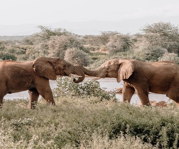 3 Days Joining Safari in Tanzania