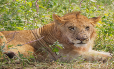 6 Days Private Safari in Tanzania