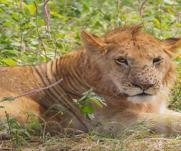 6 Days Private Safari in Tanzania