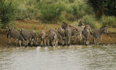 5 Days Private Safari in Tanzania