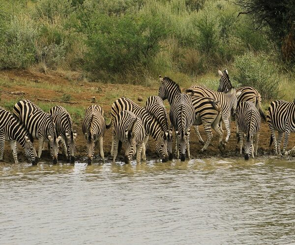 5 Days Private Safari in Tanzania