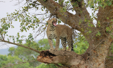 5 Days Private Safari in Tanzania