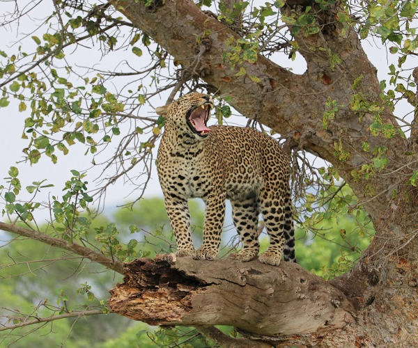 5 Days Private Safari in Tanzania