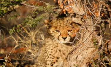 5 Days Private Safari in Tanzania