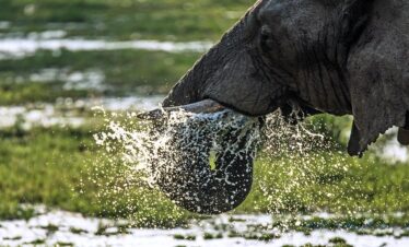 Lake Manyara National Park