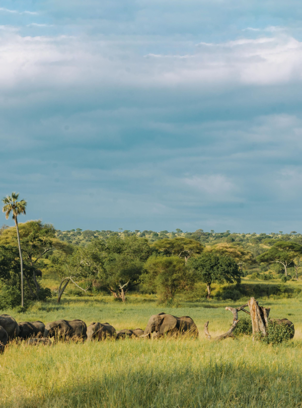 Balloon Safari in Tanzania