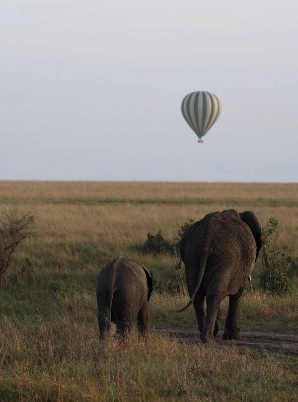 Balloon Safari
