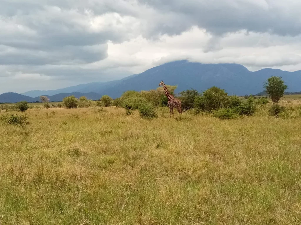 Mkomazi National Park day trip