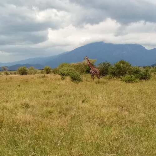 Mkomazi National Park day trip