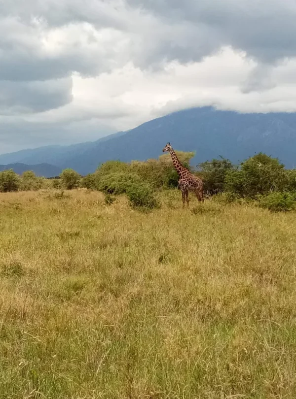 Mkomazi National Park day trip
