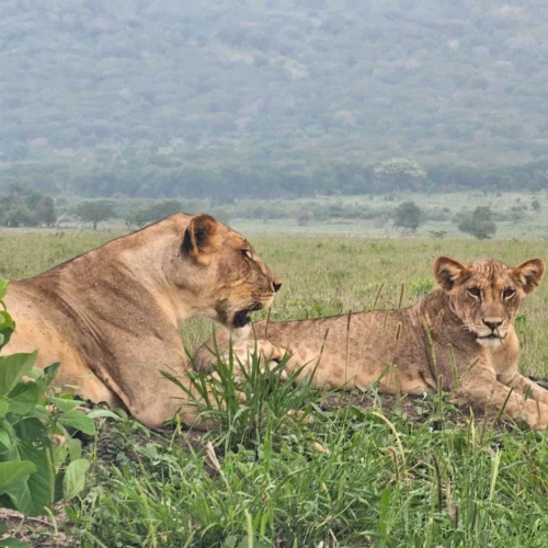 Mkomazi National Park day trip in Tanzania