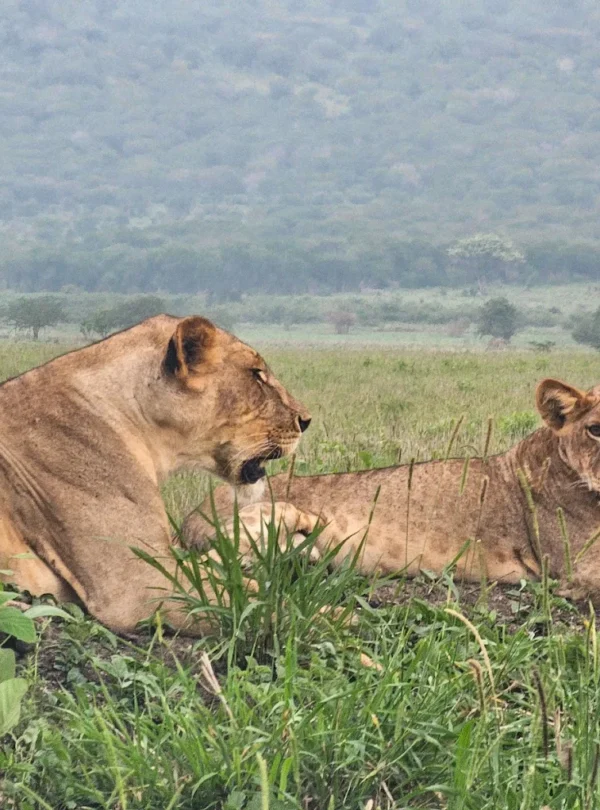 Mkomazi National Park day trip in Tanzania