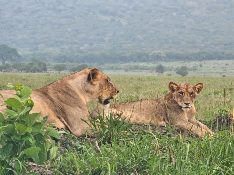 Mkomazi National Park day trip in Tanzania