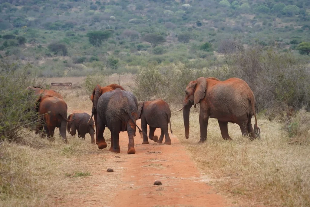 5-Day Tarangire, Serengeti, Ngorongoro & Lake Manyara Safari