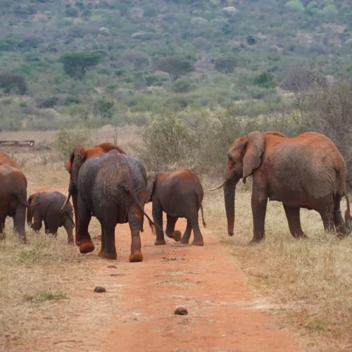 5-Day Tarangire, Serengeti, Ngorongoro & Lake Manyara Safari