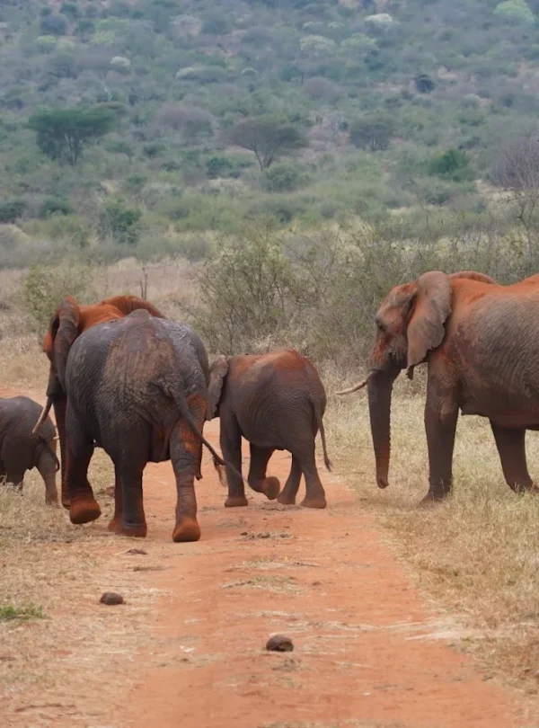 5-Day Tarangire, Serengeti, Ngorongoro & Lake Manyara Safari