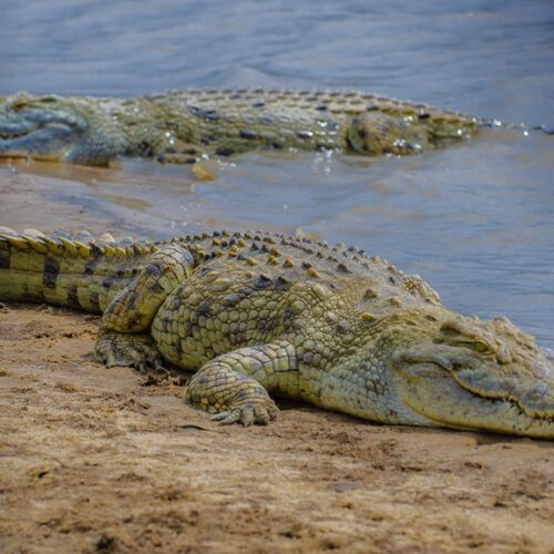 Nyerere National Park in Southern Tanzania