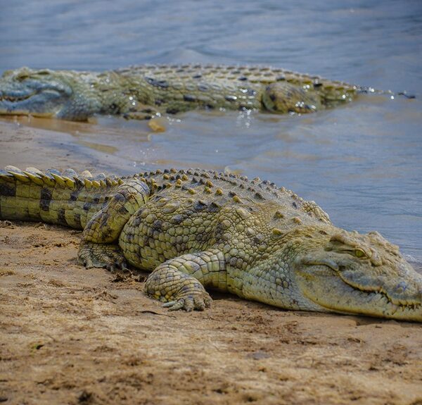 Nyerere National Park in Southern Tanzania