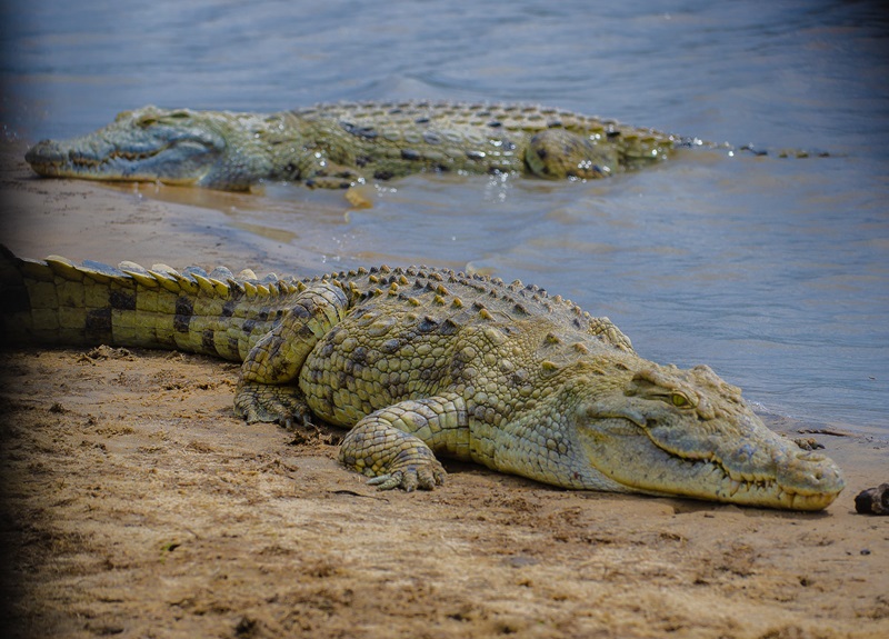 Nyerere National Park in Southern Tanzania