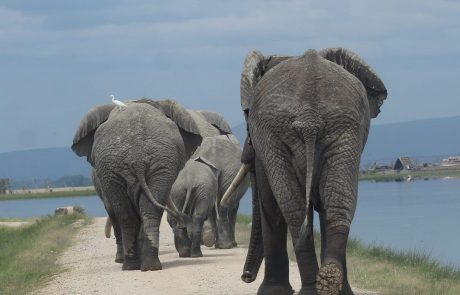 Amboseli National Park on a fully guided Kenya safari featuring iconic elephant herds, Mount Kilimanjaro views