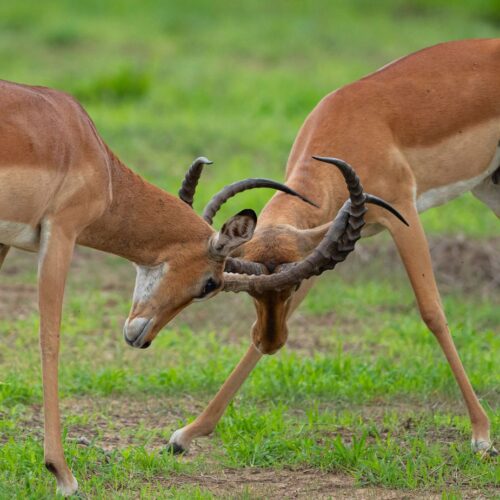 Mikumi National Park in Southern Tanzania with our fully guided, tailor-made safari tours