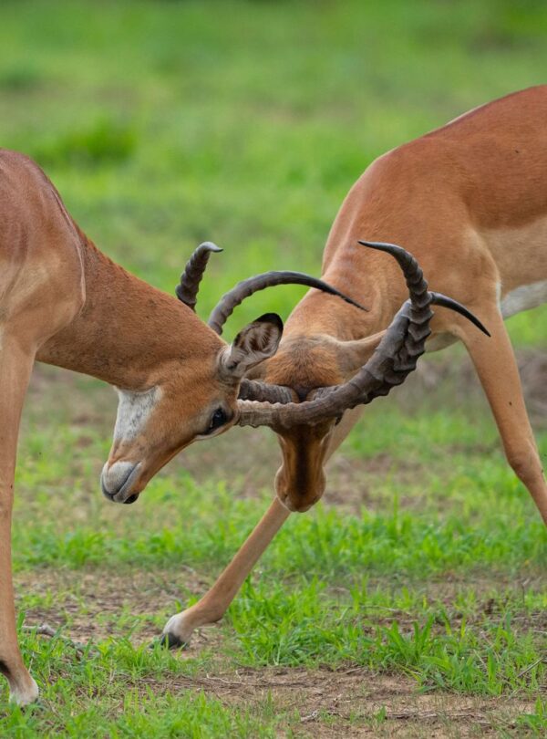 Mikumi National Park in Southern Tanzania with our fully guided, tailor-made safari tours