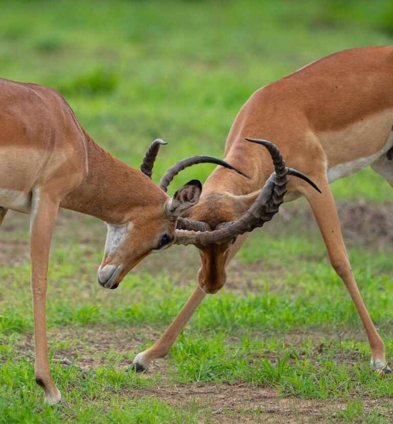 Mikumi National Park in Southern Tanzania with our fully guided, tailor-made safari tours