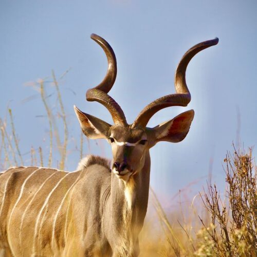 3-Day Ruaha National Park Safari in Tanzania